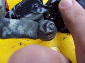 Battery Terminal Exploded Through Hood -- posted image.